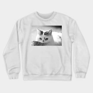 I Have Nothing In My Paws! Crewneck Sweatshirt